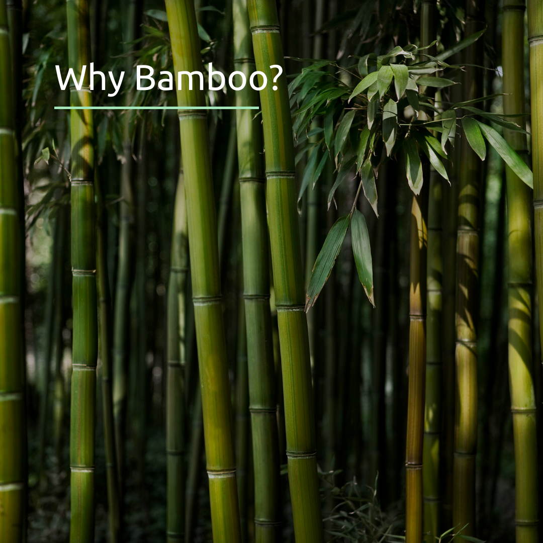 Why Bamboo?
