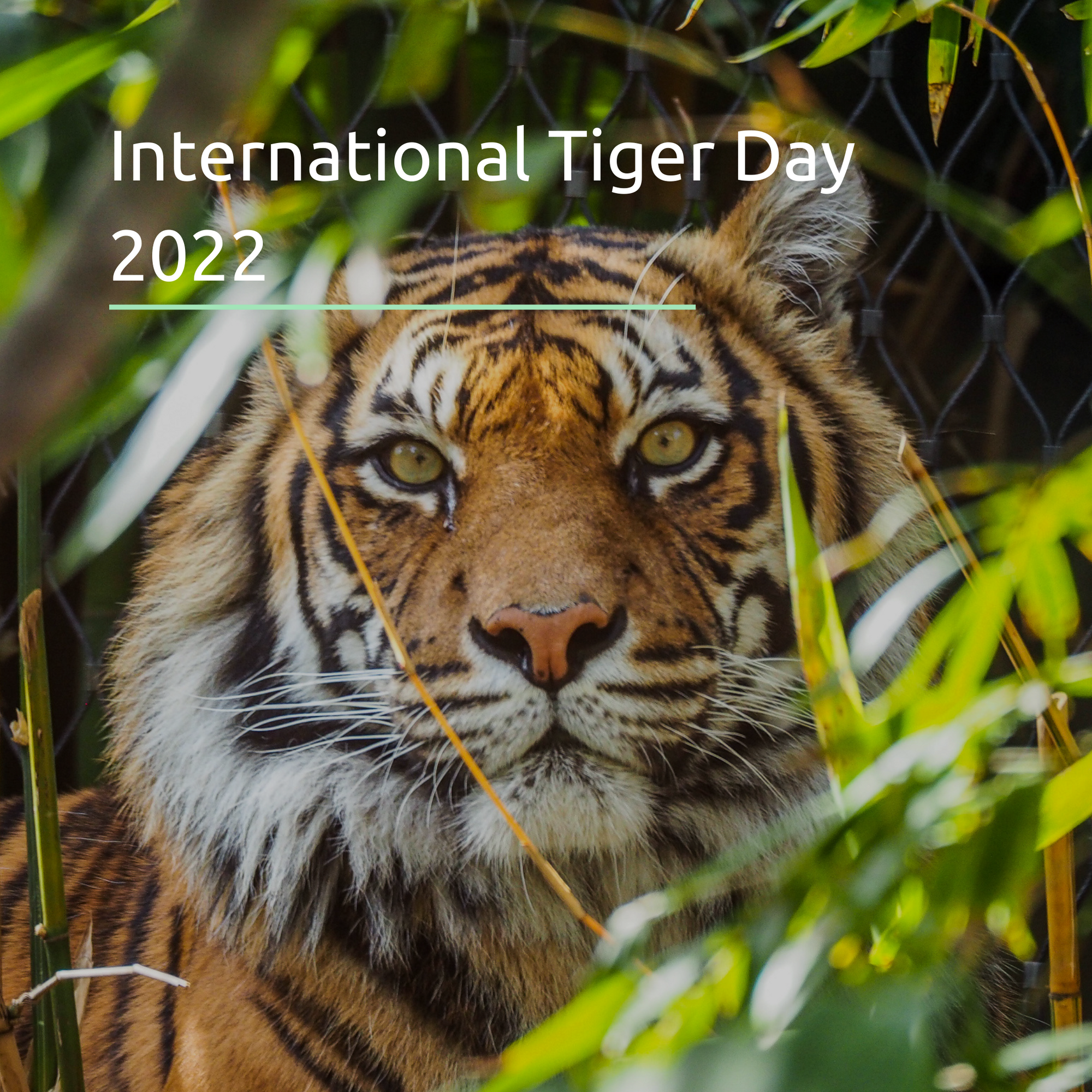 Kualesa International Tiger Day Sustainability