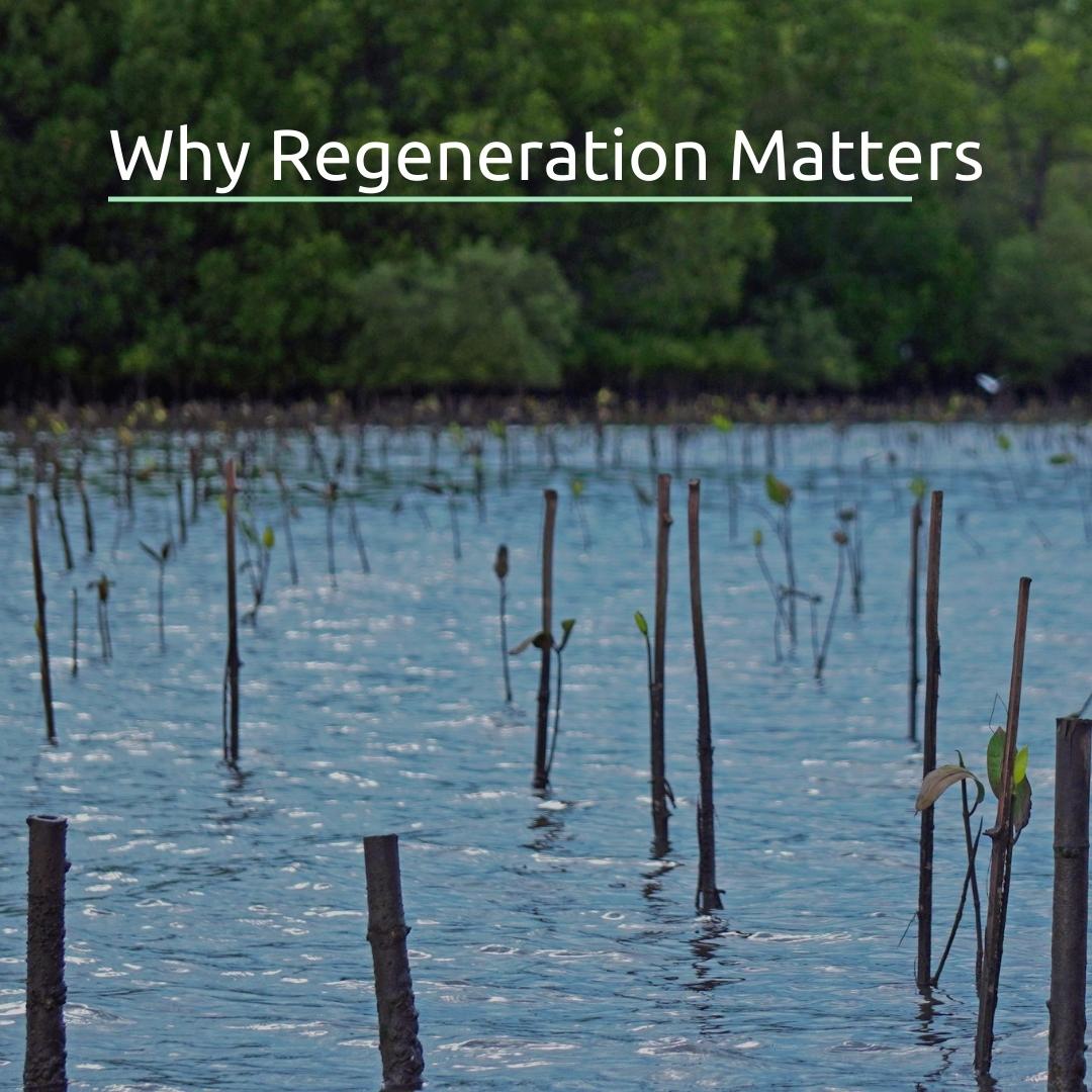 Why Regeneration Matters