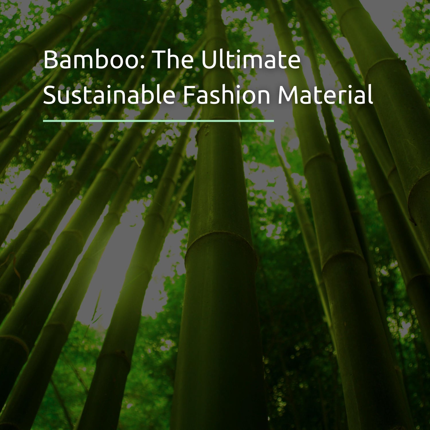 Bamboo: The Ultimate Sustainable Fashion Material