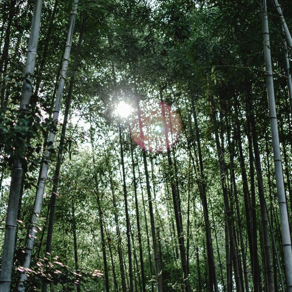 Landscape photo of bamboo trees