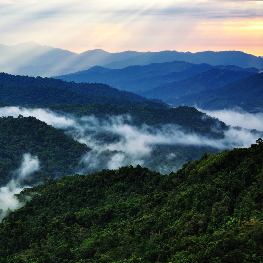 Reinstating biodiversity through Kualesa reforestation program